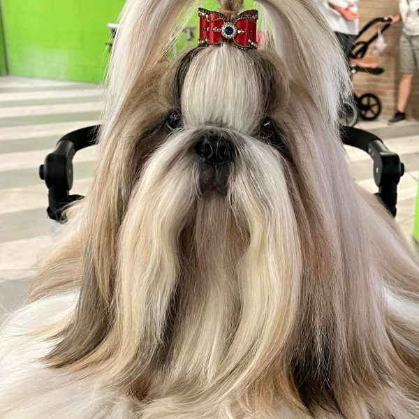 486775588_23945119121739599_5407693538842839315_n