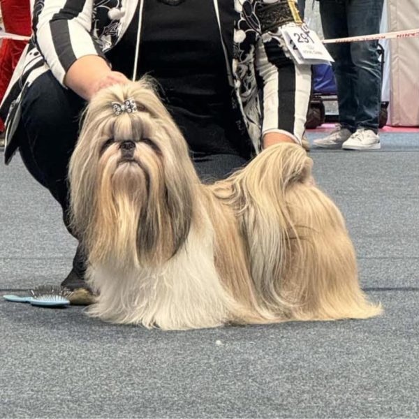 Tommyknockers de Fu Xing photo de statique