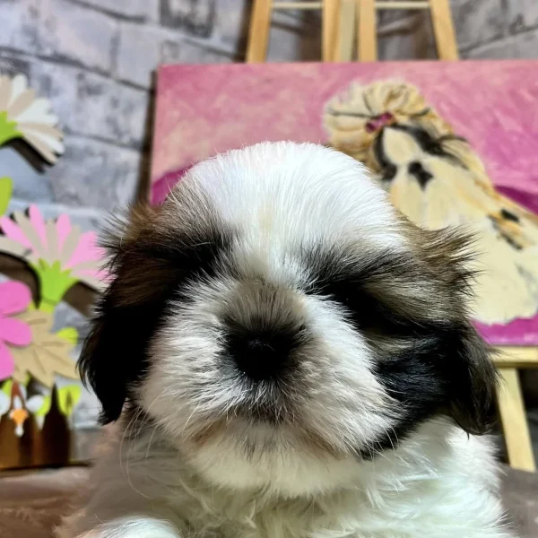 Portrait de Sidney de Fu Xing, jeune chiot Shih Tzu blanc et doré âgé de 8 semaines.