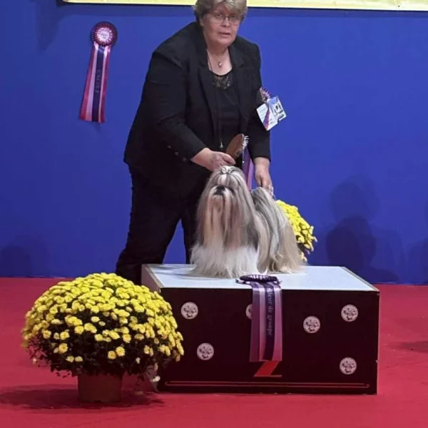 Tommyknockers de Fu Xing, Shih Tzu Meilleur de Race et 2ème du Groupe 9 à l'exposition canine de Metz.