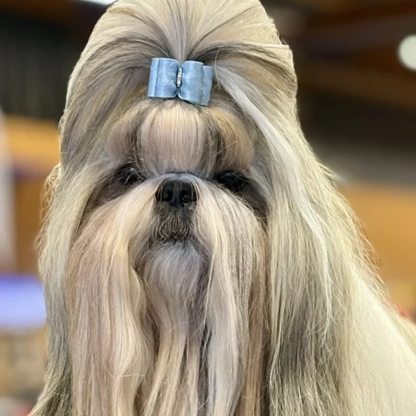 Bradley et Misty, chiens Shih Tzu de l'élevage de Fu Xing, champions à l'exposition canine de Wels en Autriche