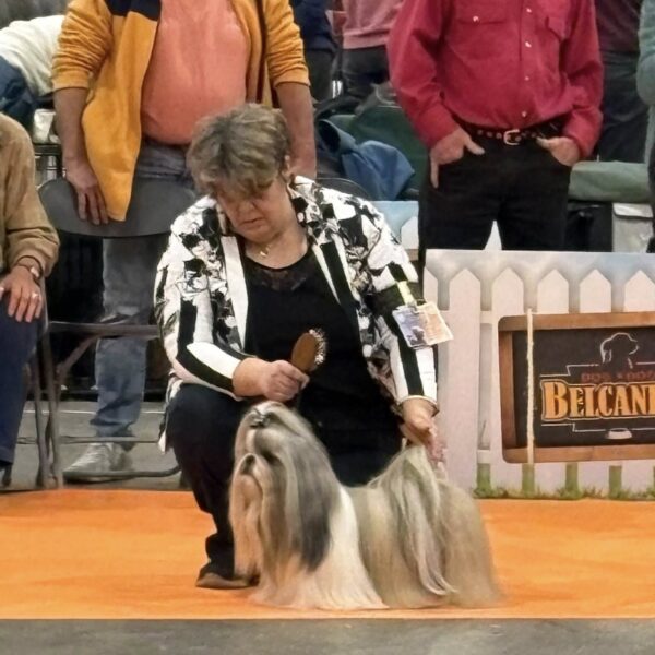 Bradley-shih tzu-lons-le-saunier- BOB - BOG 2