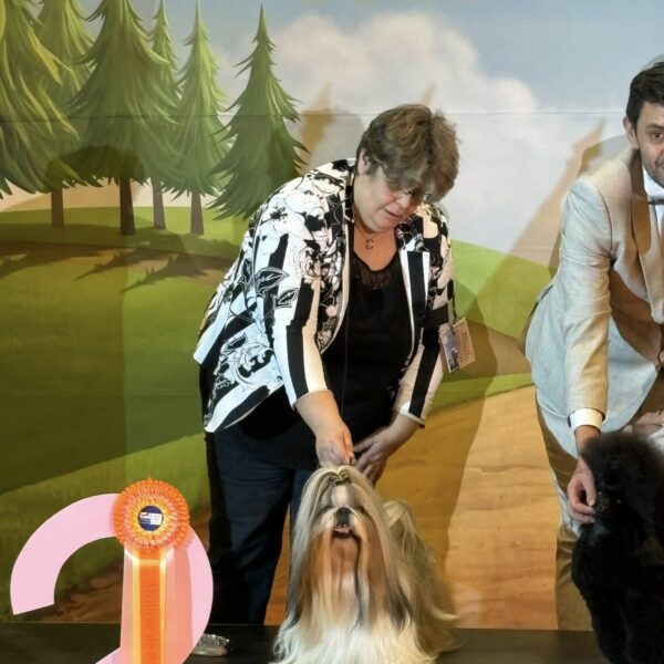 Bradley-shih tzu-lons-le-saunier- BOB - BOG 2