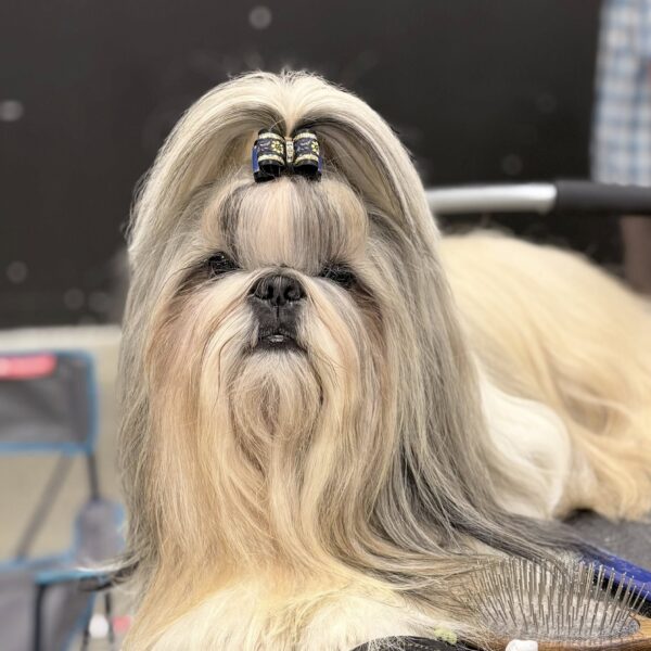 Bradley-shih tzu-lons-le-saunier- BOB - BOG 2