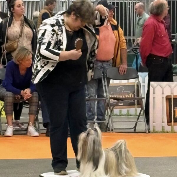Bradley-shih tzu-lons-le-saunier- BOB - BOG 2