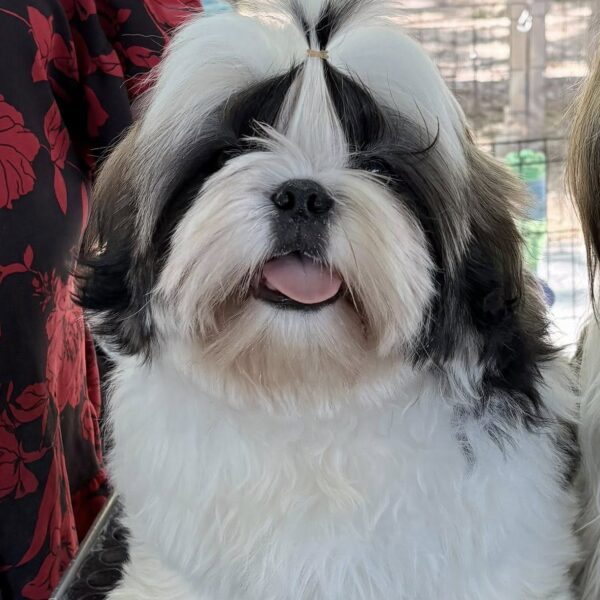 Photo de tête de Rodney à la régionale d'élevage CCTF 2026