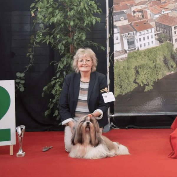 Buba Shih Tzu Saffron Sherhy Leon Meilleur de Race Villeneuve sur Lot
