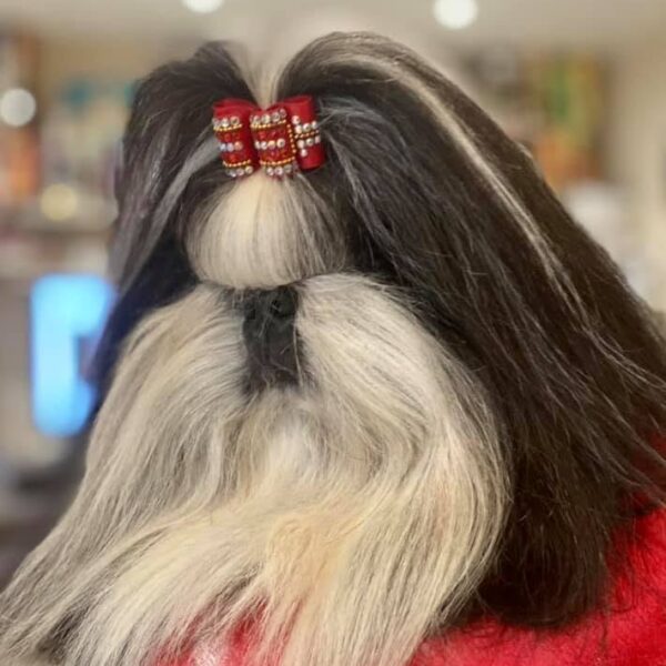 Jack saffron sherhy Tristan toiletté avec son top knot et un noeud rouge