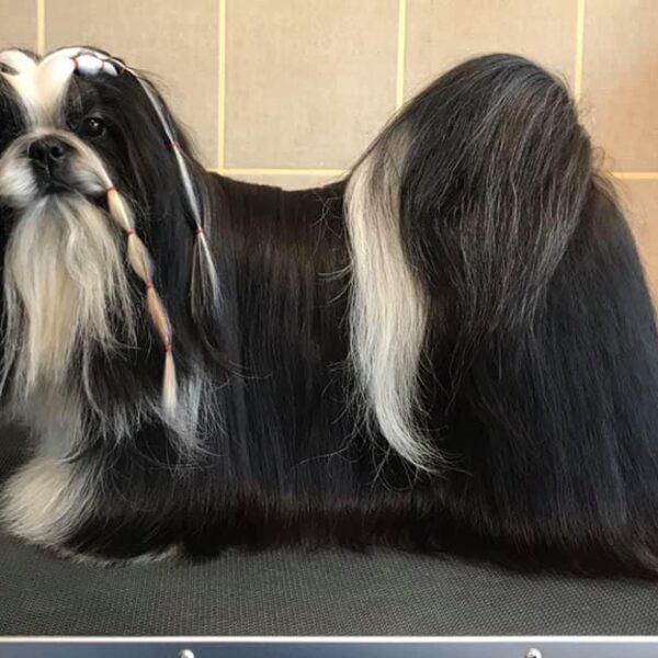 Photo de Jack Saffron Sherhy Tristan male Shih Tzu noir et blanc en statique